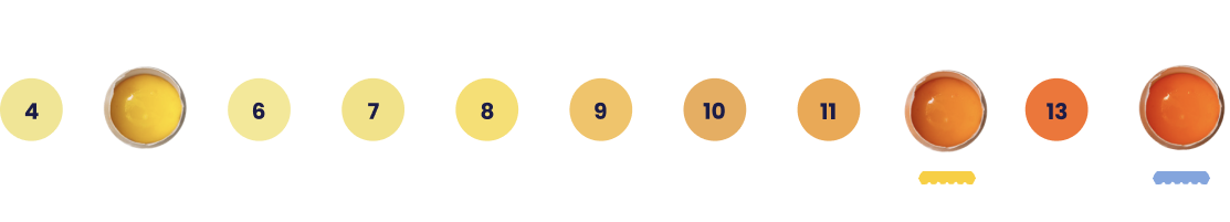 Yolk Comparison Scale