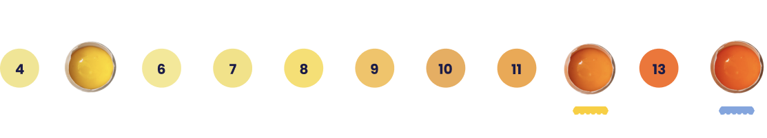 Yolk Comparison Scale