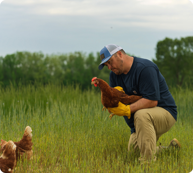 happy egg farms