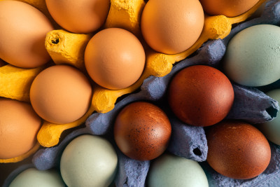 HappyEgg Modo 40 v2